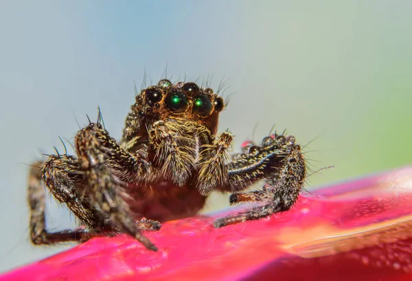 Spinnenmacro Natuur — Stockfoto