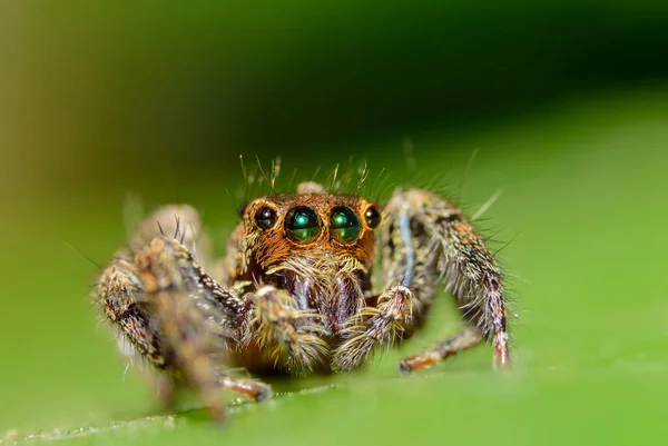 Araña Macro Naturaleza — Foto de Stock