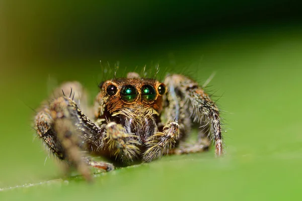 Spindelmakro Naturen — Stockfoto