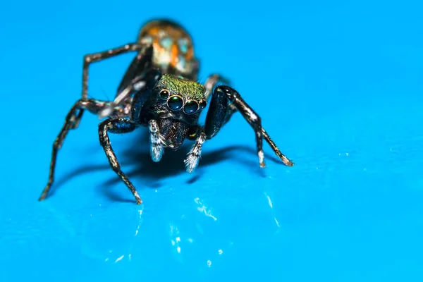 Makro Pavouka Přírodě — Stock fotografie