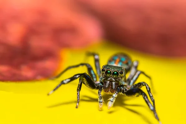 Makro Pavouka Přírodě — Stock fotografie