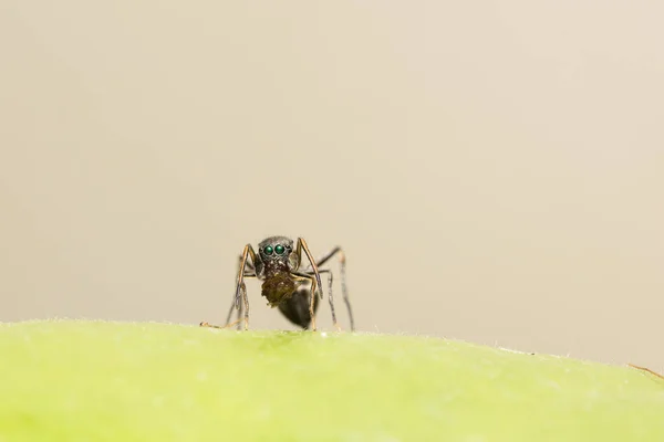 거미를 개미에게 뛰어오르는 — 스톡 사진