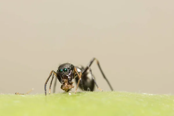 巨大なアリにクモをジャンプ — ストック写真