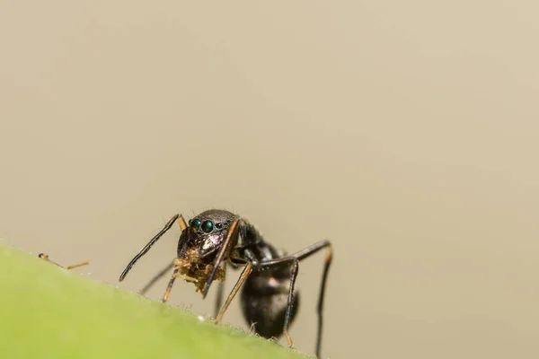 Spinnen Springen Riesigen Ameisen — Stockfoto