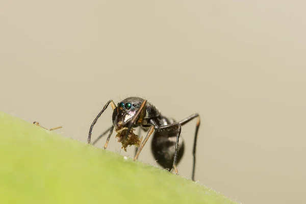 Saltando Arañas Hormigas Gigantes —  Fotos de Stock