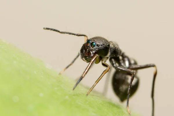 Sauter Des Araignées Aux Fourmis Géantes — Photo