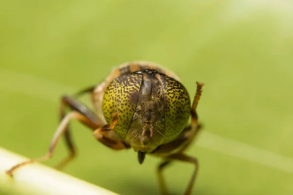 Tabanus Sulcifrons Yeux Jaunes — Photo