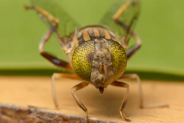 Tabanus Sulcifrons Olhos Amarelos — Fotografia de Stock