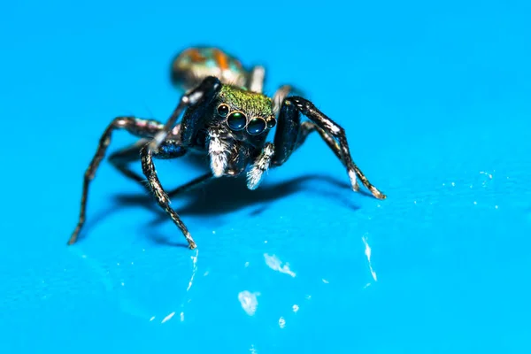 Macro Araignée Dans Nature Photo De Stock