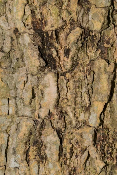 Träd Struktur Bakgrund — Stockfoto