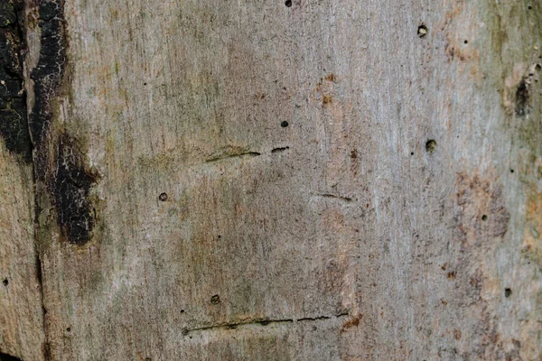 Arbre Bois Texture Fond — Photo