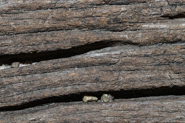 Árbol Textura Madera Fondo —  Fotos de Stock