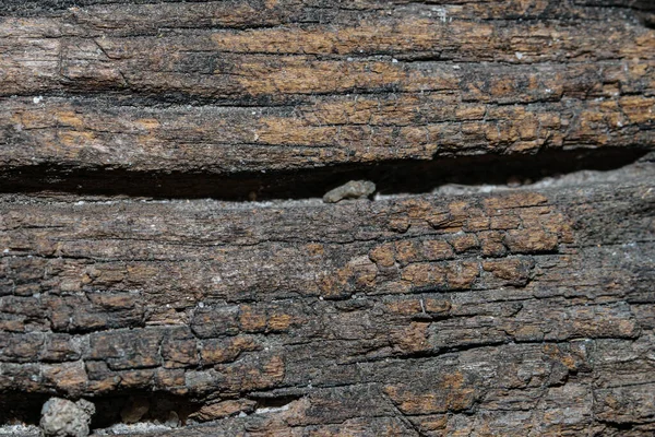 Ağaç Ahşap Dokusu Arkaplanı — Stok fotoğraf