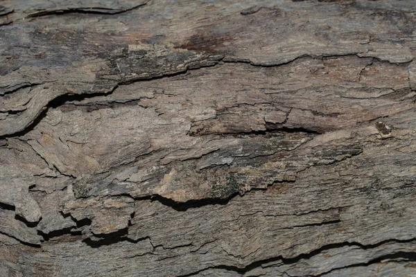 Tree Wood Texture Background — Stock Photo, Image