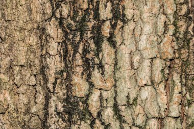 ağaç ahşap dokusu arkaplanı