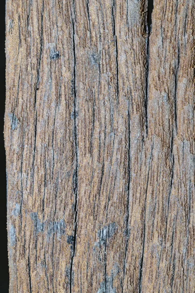 Tekstura Drewna Drzewa Tło — Zdjęcie stockowe