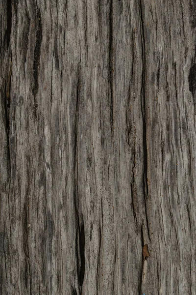 Árbol Textura Madera Fondo — Foto de Stock