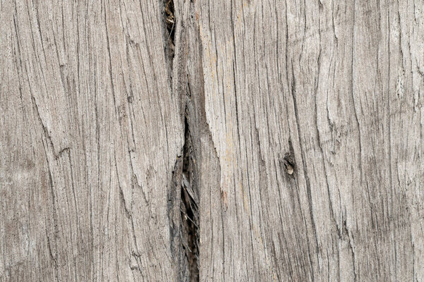 tree wood texture background