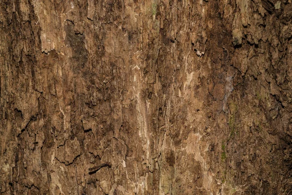 Baum Holz Textur Hintergrund — Stockfoto
