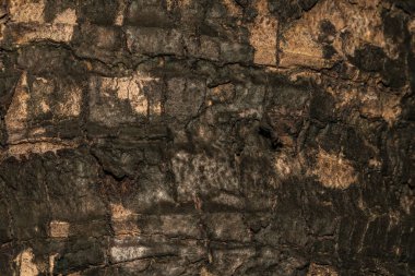 ağaç ahşap dokusu arkaplanı