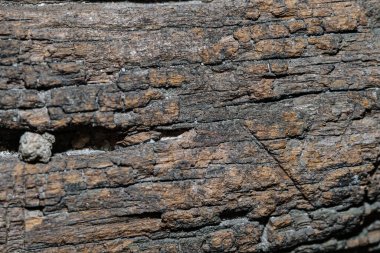 ağaç ağaç dokusu soyut