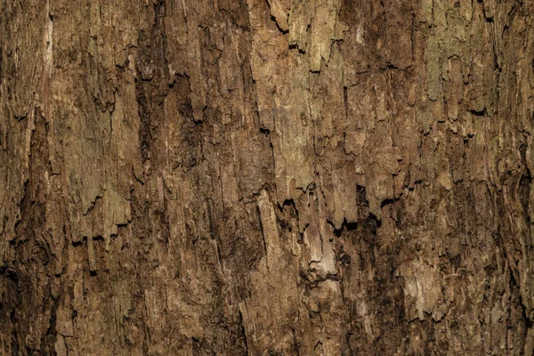 Φόντο Υφή Ξύλου Δέντρου — Φωτογραφία Αρχείου