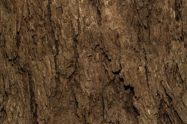 树材纹理背景 — 图库照片