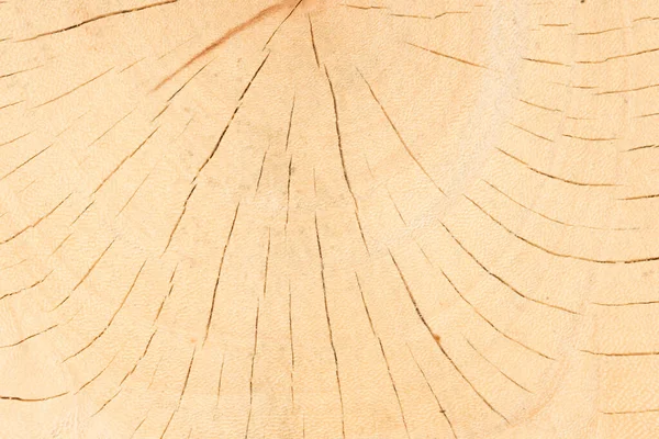 Tree Wood Texture Abstract — Stock Photo, Image