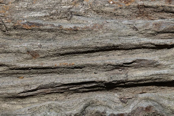 Baum Holz Textur Abstrakt — Stockfoto