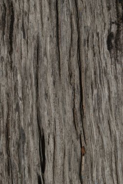 ağaç ağaç dokusu soyut