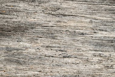 ağaç ağaç dokusu soyut