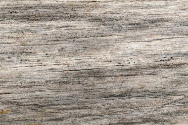 ağaç ağaç dokusu soyut