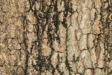 ağaç ağaç dokusu soyut