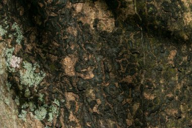 ağaç ağaç dokusu soyut