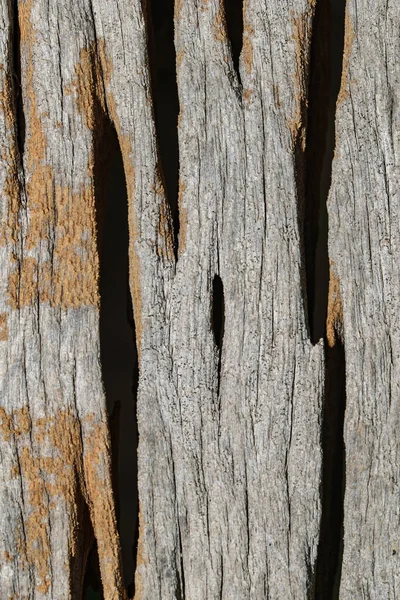 Tekstura Drewna Drzewnego Abstrakcyjny — Zdjęcie stockowe