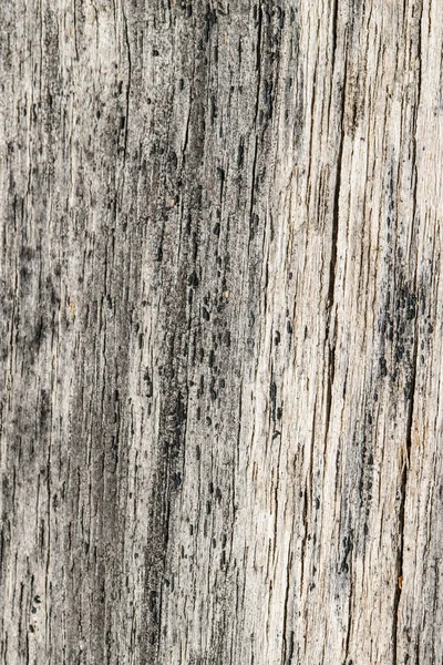 Tree Wood Texture Abstract — Stock Photo, Image