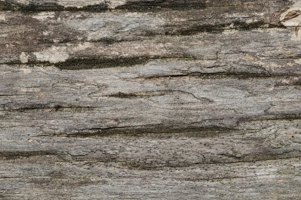 Tree Wood Texture Abstract — Stock Photo, Image