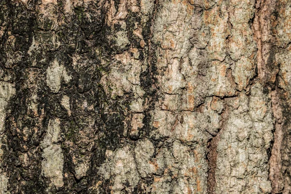 Textura Dřeva Stromu Abstraktní — Stock fotografie