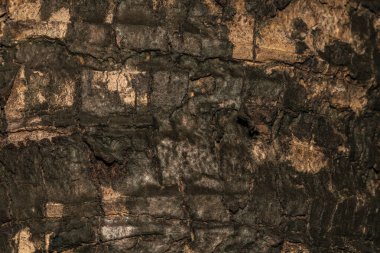 ağaç ağaç dokusu soyut