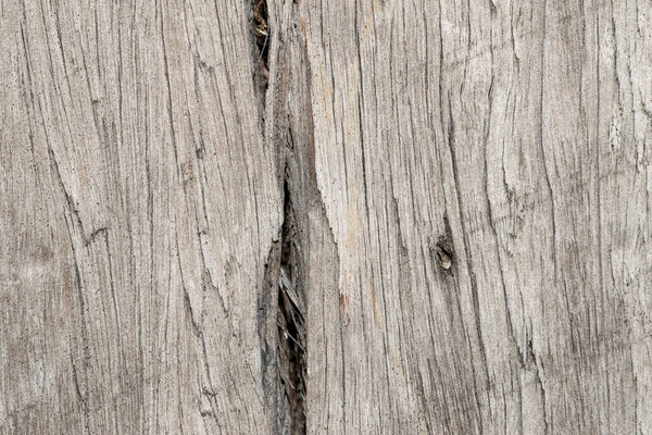 tree wood texture abstract