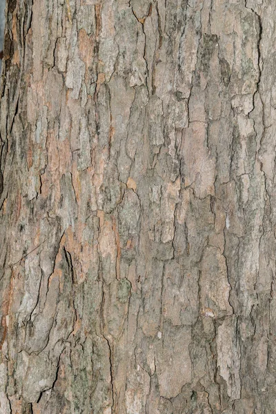 Textura Dřeva Stromu Abstraktní — Stock fotografie