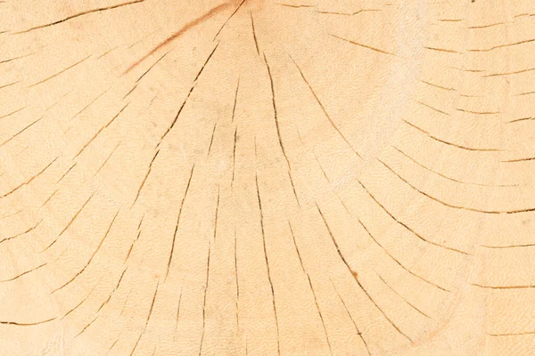 Tree Wood Texture Abstract — Stock Photo, Image