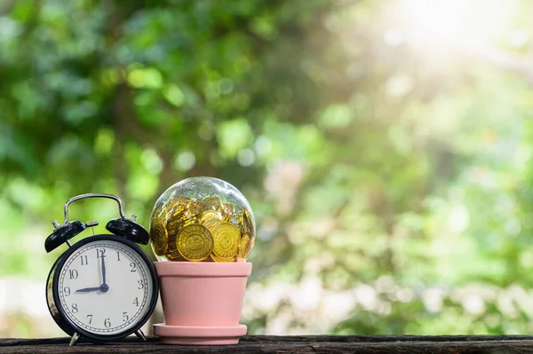 Pflanze Wächst Spargeld Grüner Bokeh Hintergrund Mit Sonnenlicht — Stockfoto