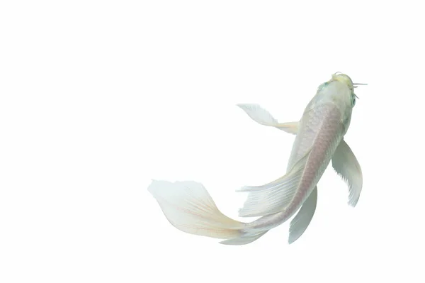 Pesce Farfalla Koi Sfondo Bianco Sfondo Bianco — Foto Stock