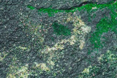 Beton zeminde yosun var.