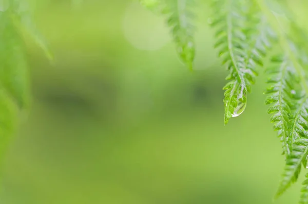 Naturligt Grönt Löv Bakgrund Och Bokeh — Stockfoto