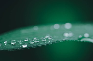 Çevresel aşk suyu bırakma kavramı