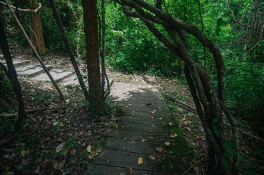 Discover a tranquil pathway winding through vibrant jungle greenery in Chiang Mai's lush nature reserve, ideal for adventurers seeking a peaceful escape.