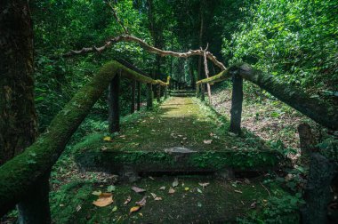 Discover a peaceful pathway surrounded by dense greenery in Chiang Mai, Thailand. This tranquil scene captures the beauty of nature, ideal for relaxation and exploration.