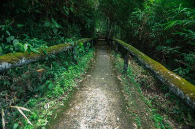 Explore a tranquil trail weaving through a lush bamboo forest in Chiang Mai, Thailand, perfect for nature lovers and adventure seekers seeking peace and beauty.